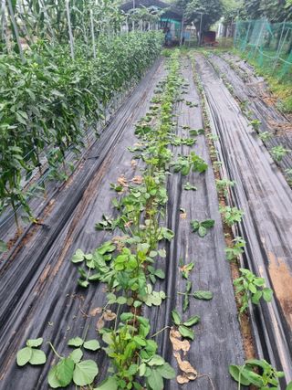 지성님의 자유주제 · 자유게시판 작성글 사진