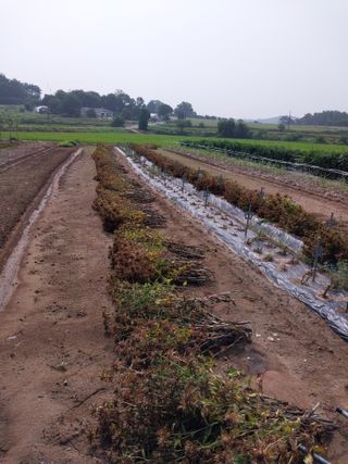 서산 밀집모자님의 자유주제 · 자유게시판 작성글 사진
