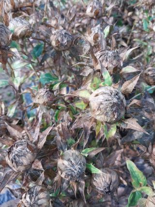 서산 밀집모자님의 자유주제 · 자유게시판 작성글 사진