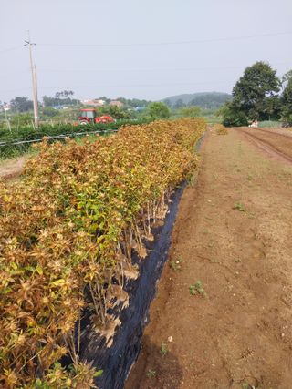 서산 밀집모자님의 자유주제 · 자유게시판 작성글 사진