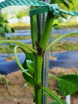 팜모닝 고추·병해충상담 게시글 이미지