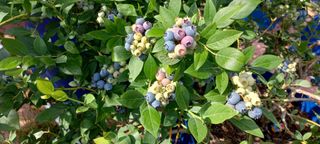 박옥이님의 블루베리 · 영농일지 작성글 사진