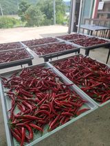 팜모닝 🎉상반기 결산 자랑하기·참여글 게시글 이미지