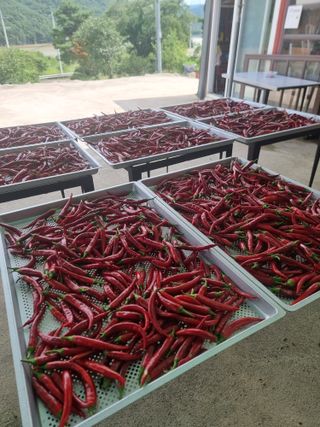 김영님의 🎉상반기 결산 자랑하기 · 참여글 작성글 사진