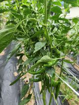 팜모닝 🎉상반기 결산 자랑하기·참여글 게시글 이미지