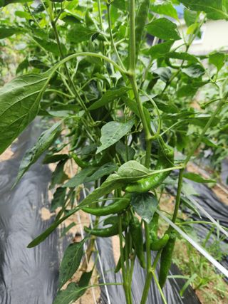 장병오님의 🎉상반기 결산 자랑하기 · 참여글 작성글 사진