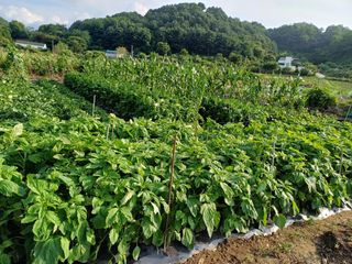전호영님의 🎉상반기 결산 자랑하기 · 참여글 작성글 사진