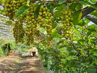 시금치15102님의 기타작물 · 영농일지 작성글 사진