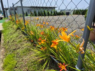 영천경마장조경수농원님의 🎉상반기 결산 자랑하기 · 참여글 작성글 사진