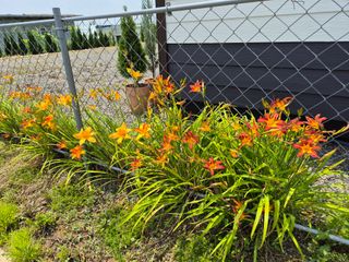 영천경마장조경수농원님의 🎉상반기 결산 자랑하기 · 참여글 작성글 사진