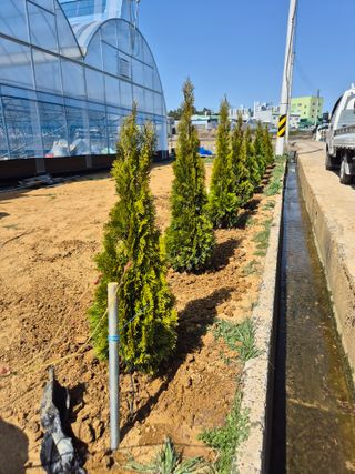 영천경마장조경수농원님의 🎉상반기 결산 자랑하기 · 참여글 작성글 사진