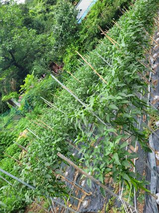 이의도님의 고추 · 영농일지 작성글 사진