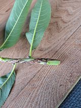 팜모닝 팜모닝·출석 게시글 이미지