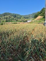 팜모닝 🎉상반기 결산 자랑하기·참여글 게시글 이미지