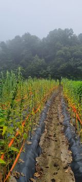 팜모닝 농사, 무엇이든 물어보세요!·참여글 게시글 이미지