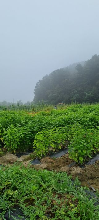 대파11156님의 농사, 무엇이든 물어보세요! · 참여글 작성글 사진