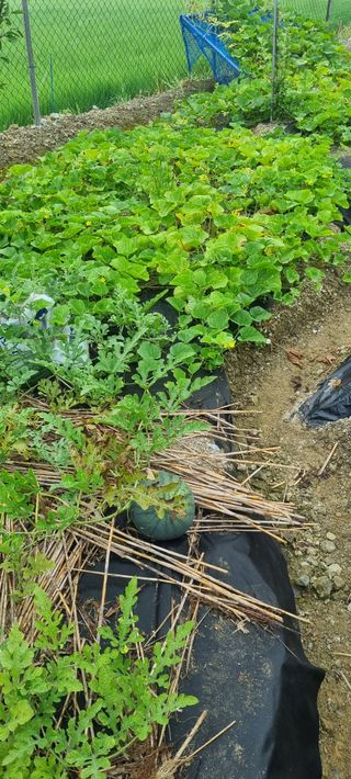대파11156님의 농사, 무엇이든 물어보세요! · 참여글 작성글 사진