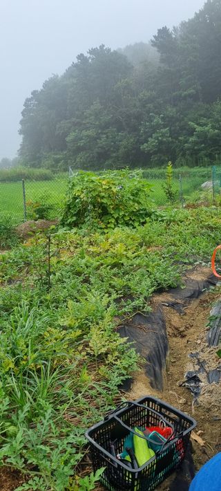 대파11156님의 농사, 무엇이든 물어보세요! · 참여글 작성글 사진
