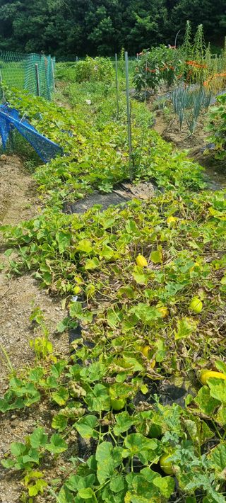 대파11156님의 농사, 무엇이든 물어보세요! · 참여글 작성글 사진