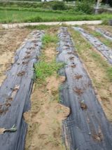 팜모닝 농사, 무엇이든 물어보세요!·참여글 게시글 이미지