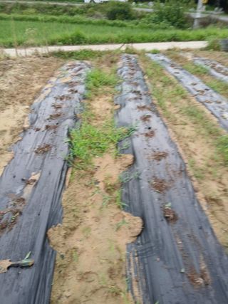 허중민님의 농사, 무엇이든 물어보세요! · 참여글 작성글 사진