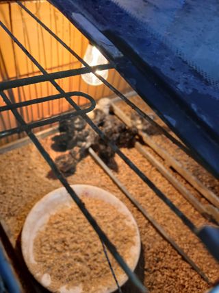 허중민님의 농사, 무엇이든 물어보세요! · 참여글 작성글 사진