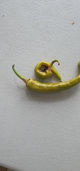 팜모닝 고추·병해충상담 게시글 이미지