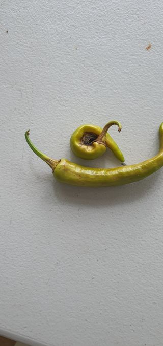 호박11158님의 고추 · 병해충상담 작성글 사진