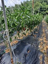 팜모닝 🎉상반기 결산 자랑하기·참여글 게시글 이미지