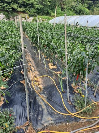 호박 정정호님의 🎉상반기 결산 자랑하기 · 참여글 작성글 사진