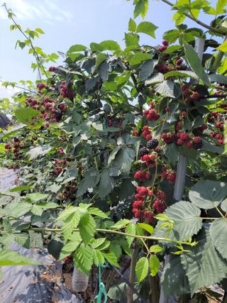 엽채류(박은숙)님의 🎉상반기 결산 자랑하기 · 참여글 작성글 사진