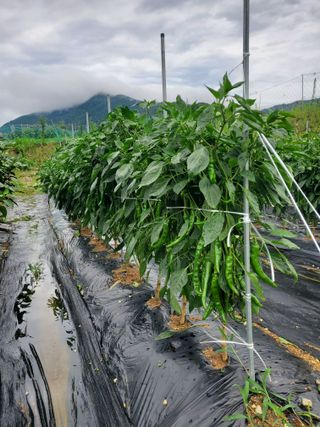 수철리님의 농사, 무엇이든 물어보세요! · 참여글 작성글 사진