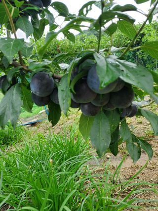 수철리님의 농사, 무엇이든 물어보세요! · 참여글 작성글 사진