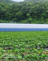 팜모닝 🎉상반기 결산 자랑하기·참여글 게시글 이미지