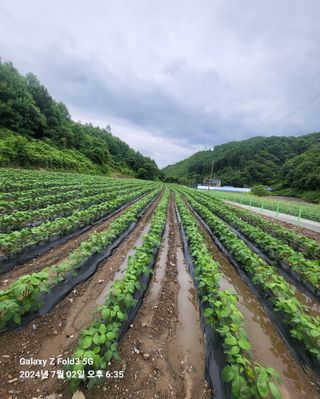 도울농장 이원용님의 🎉상반기 결산 자랑하기 · 참여글 작성글 사진