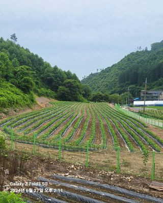 도울농장 이원용님의 🎉상반기 결산 자랑하기 · 참여글 작성글 사진
