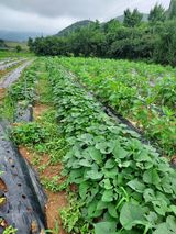팜모닝 농사, 무엇이든 물어보세요!·참여글 게시글 이미지