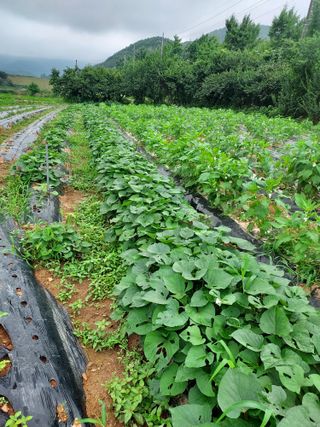 블루베리16652님의 농사, 무엇이든 물어보세요! · 참여글 작성글 사진