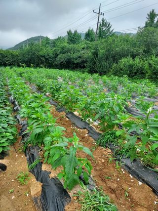 블루베리16652님의 농사, 무엇이든 물어보세요! · 참여글 작성글 사진