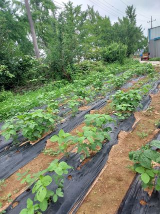 블루베리16652님의 농사, 무엇이든 물어보세요! · 참여글 작성글 사진