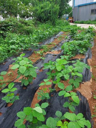 블루베리16652님의 농사, 무엇이든 물어보세요! · 참여글 작성글 사진