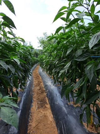 유전아지매님의 자유주제 · 자유게시판 작성글 사진