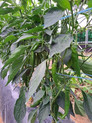 유전아지매님의 자유주제 · 자유게시판 작성글 사진