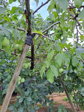 유전아지매님의 자유주제 · 자유게시판 작성글 사진