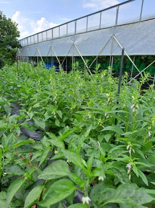 유전아지매님의 자유주제 · 자유게시판 작성글 사진