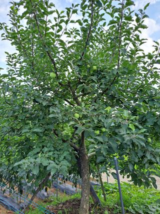 유전아지매님의 자유주제 · 자유게시판 작성글 사진