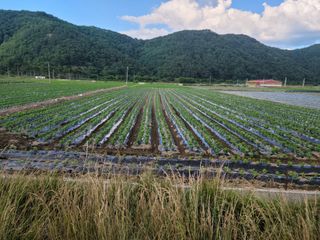 화양청정계곡농장님의 콩 · 영농일지 작성글 사진