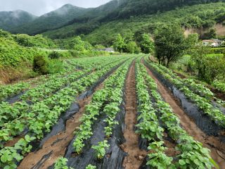 화양청정계곡농장님의 콩 · 영농일지 작성글 사진
