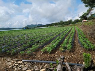 화양청정계곡농장님의 콩 · 영농일지 작성글 사진