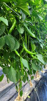 팜모닝 고추·영농일지 게시글 이미지